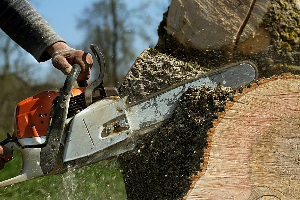 Best Storm Damage Tree Cleanup  in Hampton Bays, NY